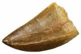 Serrated, Carcharodontosaurus Tooth - Real Dinosaur Tooth #351625-1